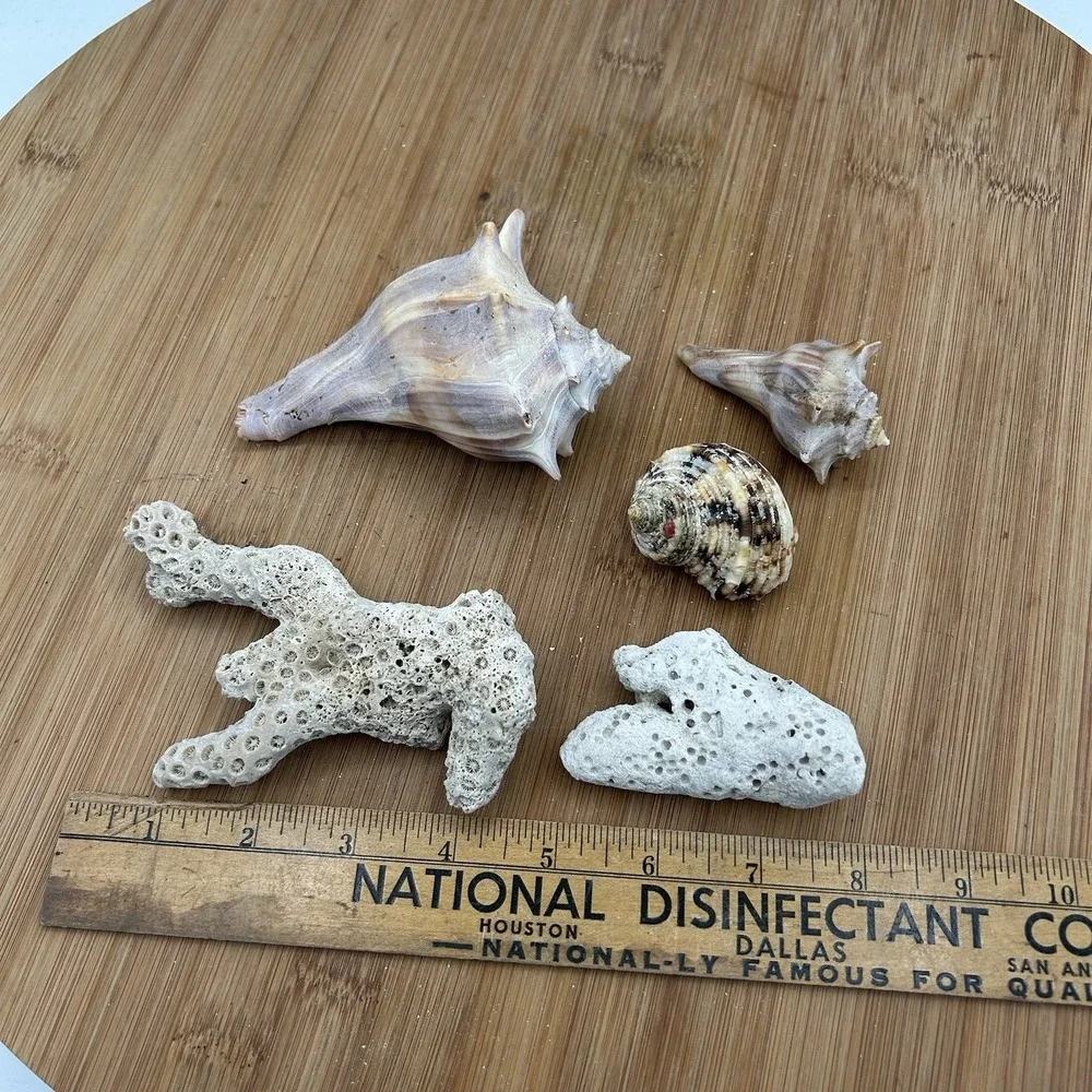 Turbo  Argyrostommus,‎ Coral and Whelk Shells Nautical Decor Aquarium Specimens